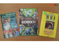 Мишель: да будет свет… и книга!