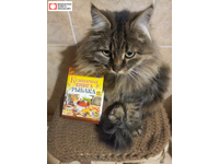 Муркин намёк